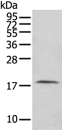 Rabbit Polyclonal Antibody to CIAO2A