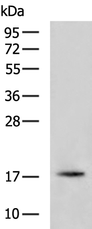 Rabbit Polyclonal Antibody to RFK