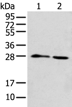 Rabbit Polyclonal Antibody to DENR
