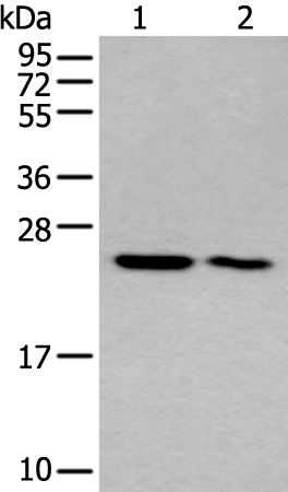 Rabbit Polyclonal Antibody to COMMD10