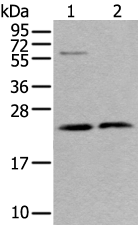 Rabbit Polyclonal Antibody to ABHD14B