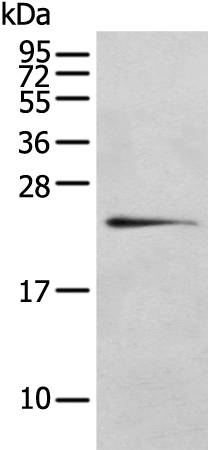 Rabbit Polyclonal Antibody to RILPL2