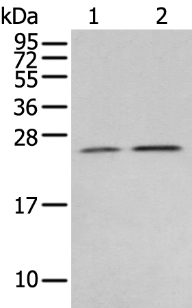 Rabbit Polyclonal Antibody to RAB11A