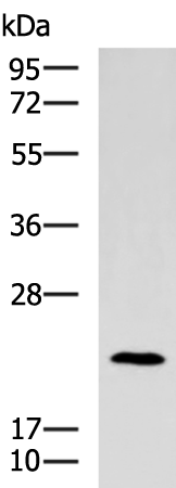 Rabbit Polyclonal Antibody to TRAPPC4