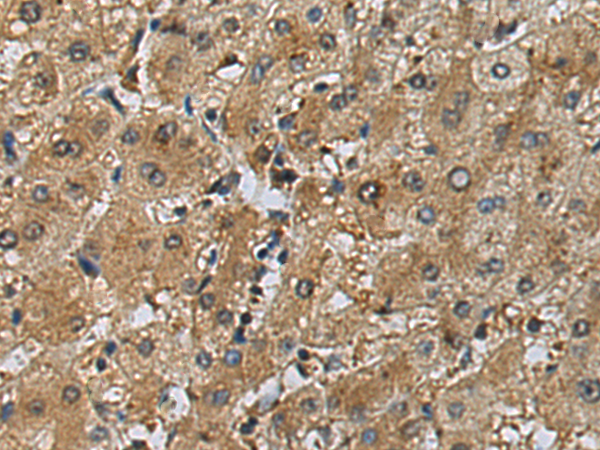 Rabbit Polyclonal Antibody to DNAJB9