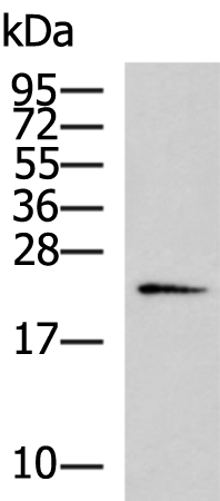Rabbit Polyclonal Antibody to FAM3D