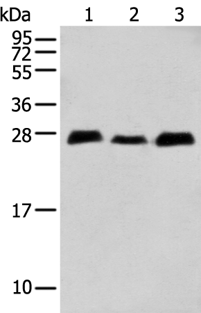 Rabbit Polyclonal Antibody to MOB4