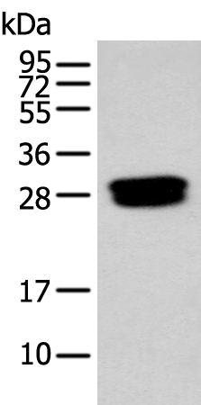 Rabbit Polyclonal Antibody to GLIPR1L1