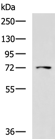 Rabbit Polyclonal Antibody to LRRC45