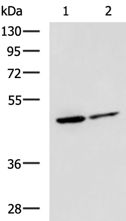 Rabbit Polyclonal Antibody to LRRC28