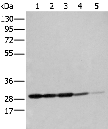 Rabbit Polyclonal Antibody to ECI1