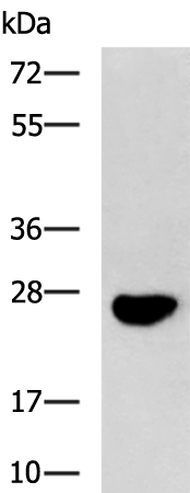 Rabbit Polyclonal Antibody to C1QC