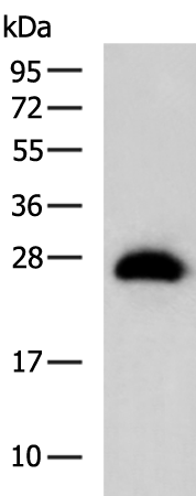 Rabbit Polyclonal Antibody to MIF4GD