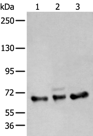 Rabbit Polyclonal Antibody to ZBTB5