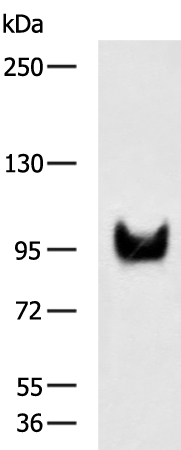 Rabbit Polyclonal Antibody to ZNF473