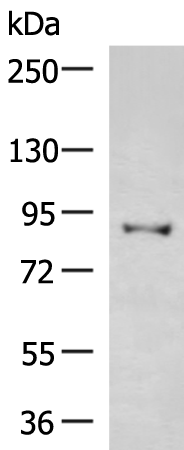 Rabbit Polyclonal Antibody to ZFYVE1