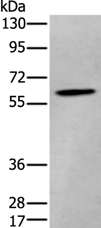 Rabbit Polyclonal Antibody to ZKSCAN1