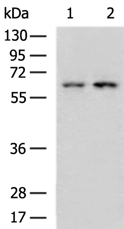 Rabbit Polyclonal Antibody to ZKSCAN3