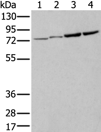 Rabbit Polyclonal Antibody to ZNF131