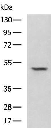 Rabbit Polyclonal Antibody to ZNF24