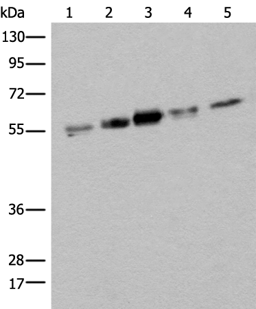 Rabbit Polyclonal Antibody to ZPR1