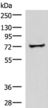 Rabbit Polyclonal Antibody to ZNF263