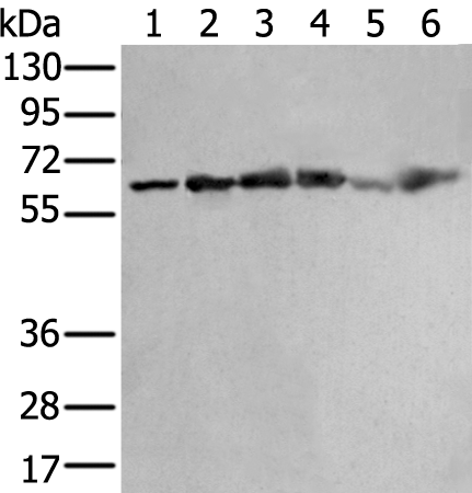 Rabbit Polyclonal Antibody to ZNF496