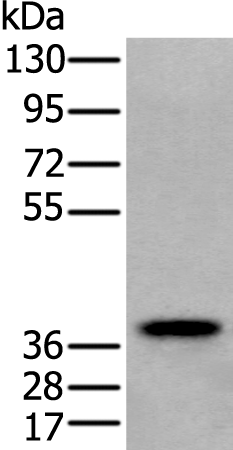 Rabbit Polyclonal Antibody to ZPBP