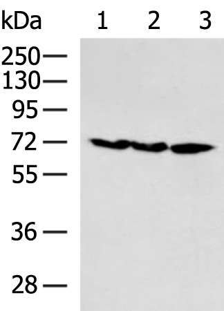 Rabbit Polyclonal Antibody to ZUP1