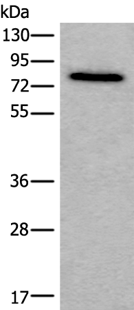 Rabbit Polyclonal Antibody to ZYX