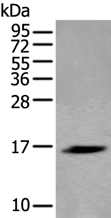 Rabbit Polyclonal Antibody to H3C1
