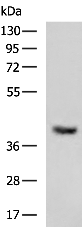 Rabbit Polyclonal Antibody to ACAT2