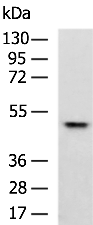 Rabbit Polyclonal Antibody to CD14