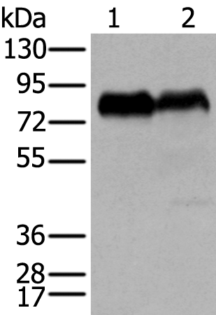 Rabbit Polyclonal Antibody to CD55