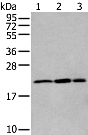 Rabbit Polyclonal Antibody to RBM8A