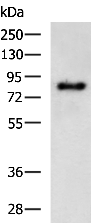 Rabbit Polyclonal Antibody to ERCC3