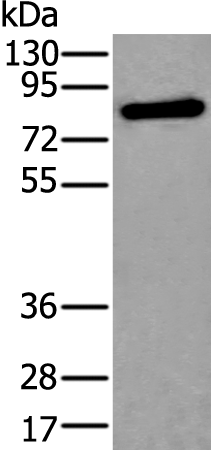 Rabbit Polyclonal Antibody to XPNPEP2