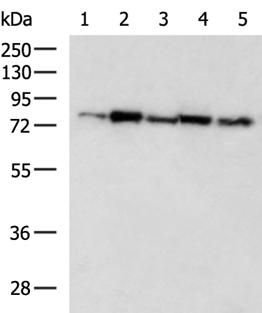 Rabbit Polyclonal Antibody to WASF1