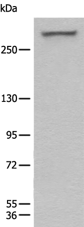 Rabbit Polyclonal Antibody to WDFY3