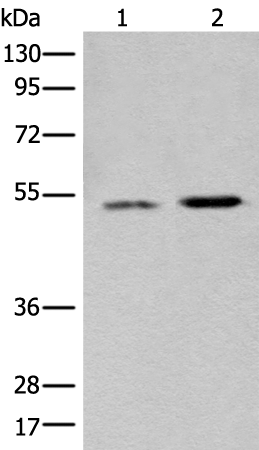 Rabbit Polyclonal Antibody to WDFY1