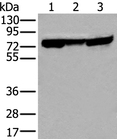 Rabbit Polyclonal Antibody to NELFA