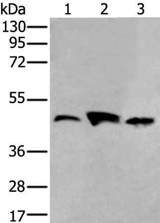 Rabbit Polyclonal Antibody to VASP