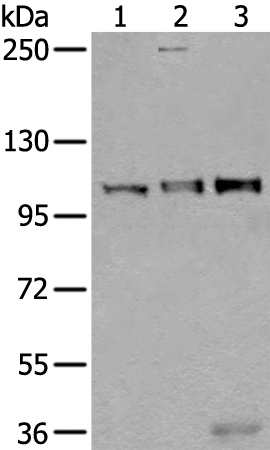Rabbit Polyclonal Antibody to USO1