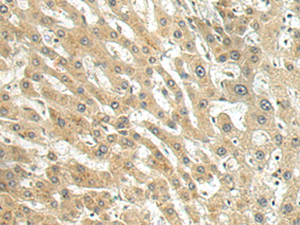 Rabbit Polyclonal Antibody to DCAF1