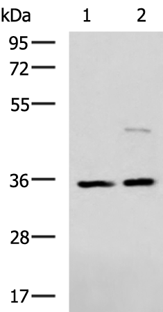 Rabbit Polyclonal Antibody to U2AF1