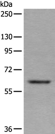 Rabbit Polyclonal Antibody to UAP1