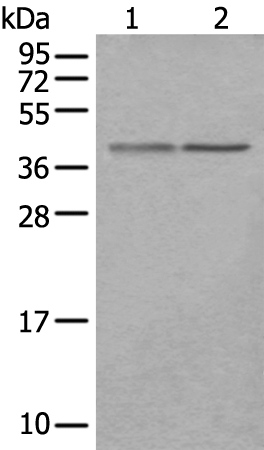 Rabbit Polyclonal Antibody to UBAC2