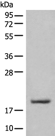 Rabbit Polyclonal Antibody to UBE2E3