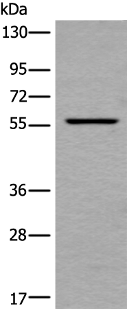 Rabbit Polyclonal Antibody to UBOX5