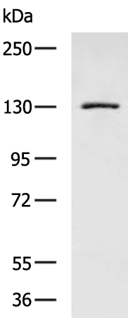 Rabbit Polyclonal Antibody to UNC5C